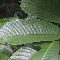 Uvaria semecarpifolia Hook.f. & Thomson